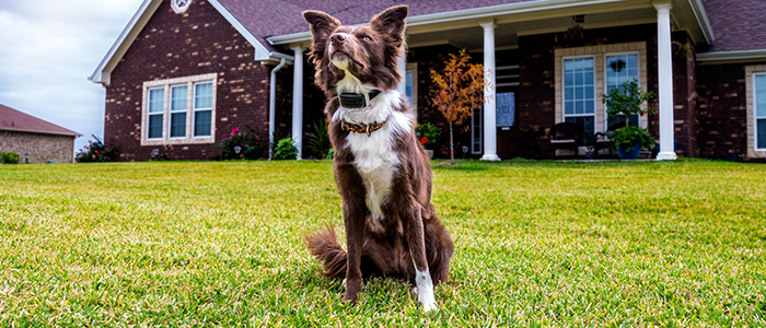 Garmin pet sale containment system